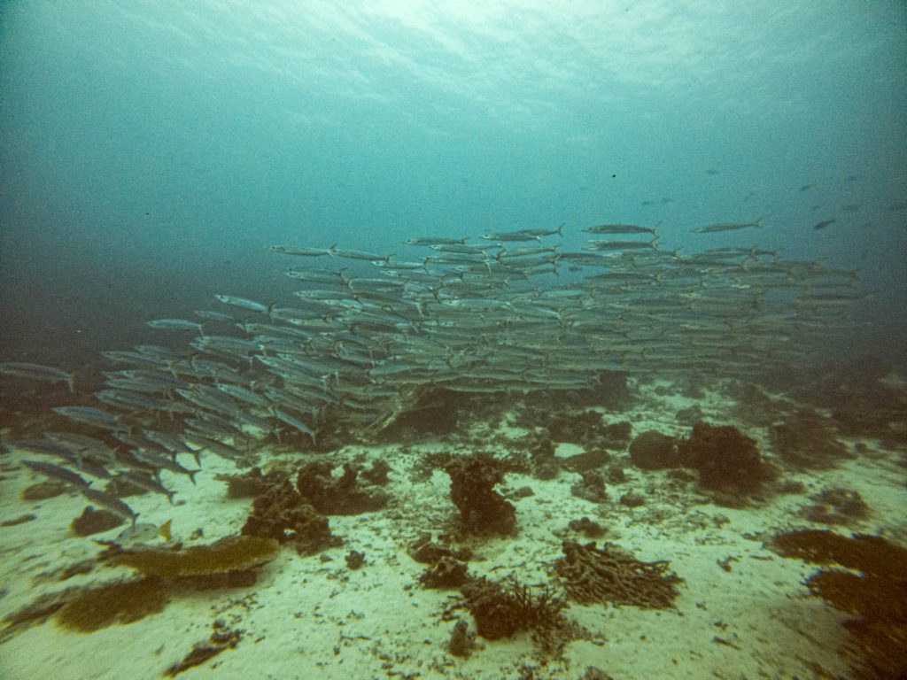 Nusa Laut dive site