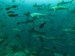 School of scalloped hammerhead sharks with surgeonfish at Suanggi, Banda Sea, Indonesia
