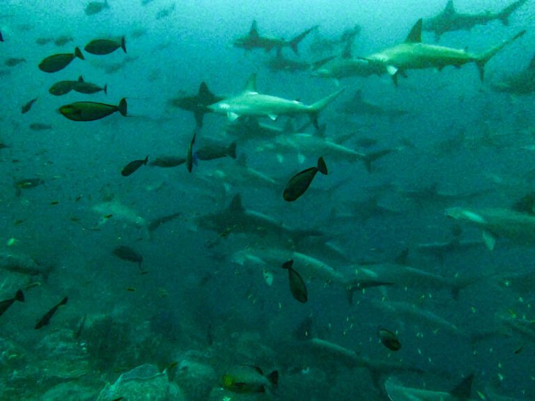 Where to Dive With Hammerhead Sharks (and When): 19 Destinations, From the Banda Sea to Bimini School of scalloped hammerhead sharks with surgeonfish at Suanggi, Banda Sea, Indonesia
