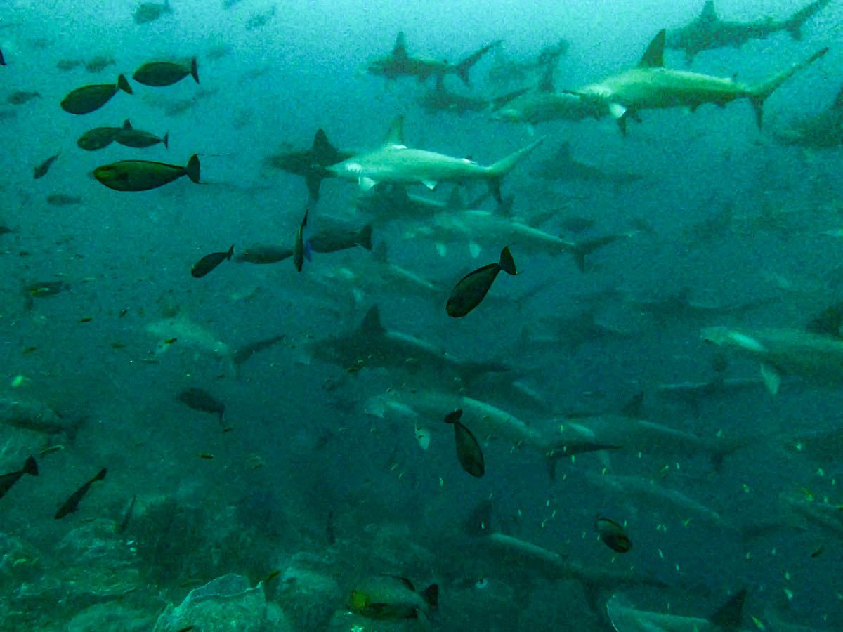 School of scalloped hammerhead sharks with surgeonfish at Suanggi, Banda Sea, Indonesia