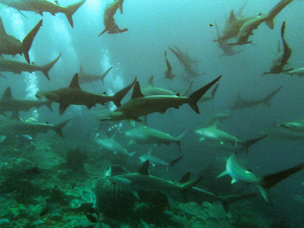 Diving with hammerheads in Indonesia