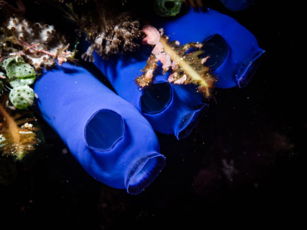 diving banda batu kapal dive site tunicates