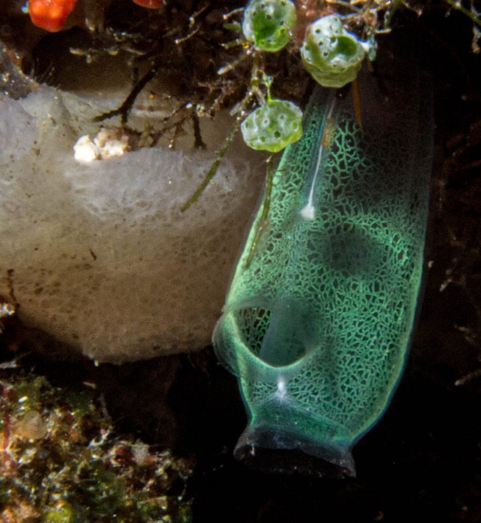 diving banda batu kapal dive site tunicates