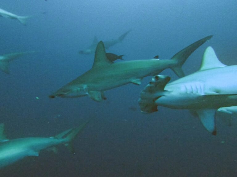 Sea Safari 6 Liveaboard Review: 200+ Hammerheads Whitetip reef sharks swimming together over the reef
