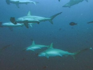 School of scalloped hammerhead sharks approaching divers at Suanggi, Banda Sea
