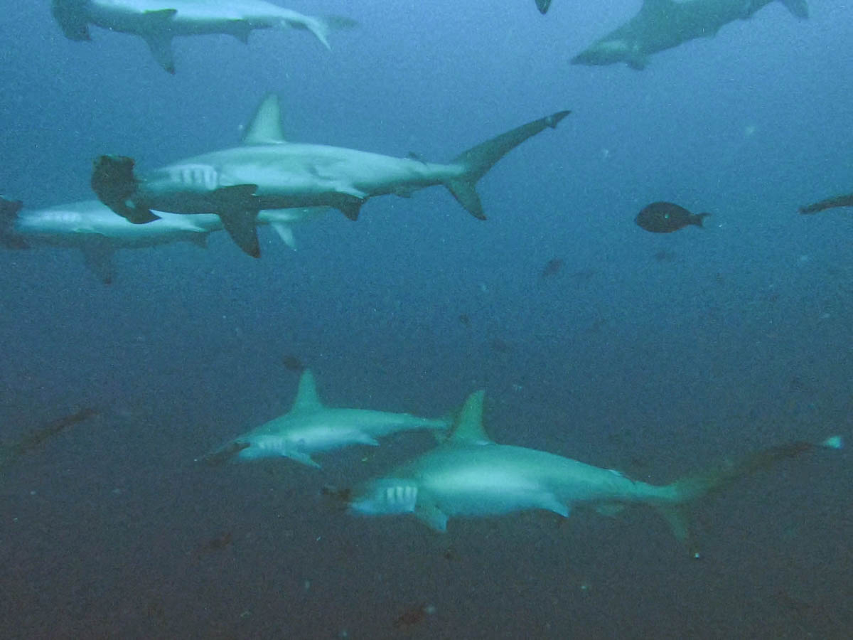 School of scalloped hammerhead sharks approaching divers at Suanggi, Banda Sea