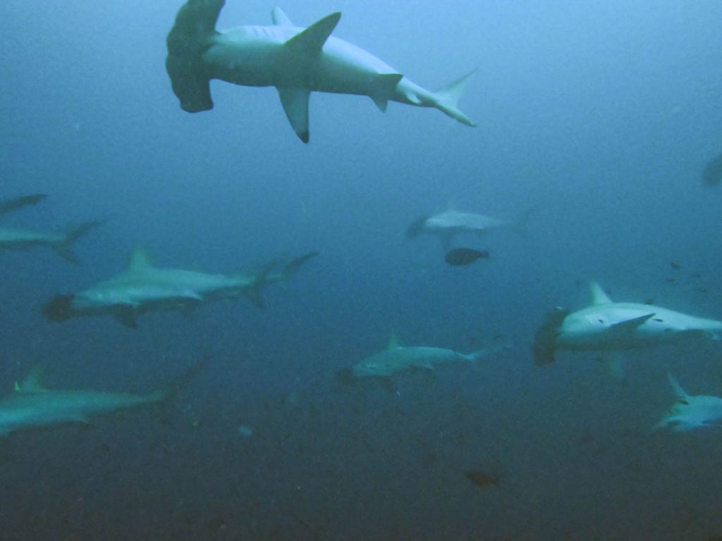 Liveaboard review of Sea Safari 6: Hammerheads galore in Banda islands