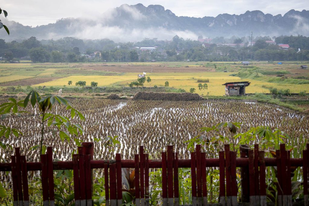 Tana Toraja ricefields 