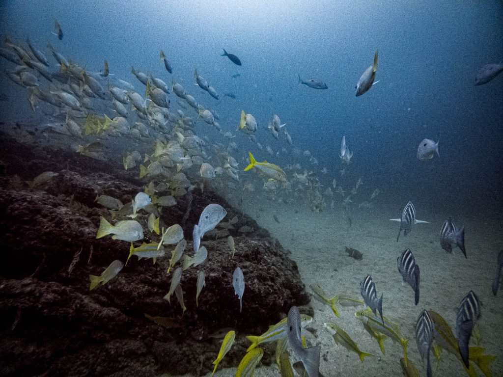 cano island diving costa rica