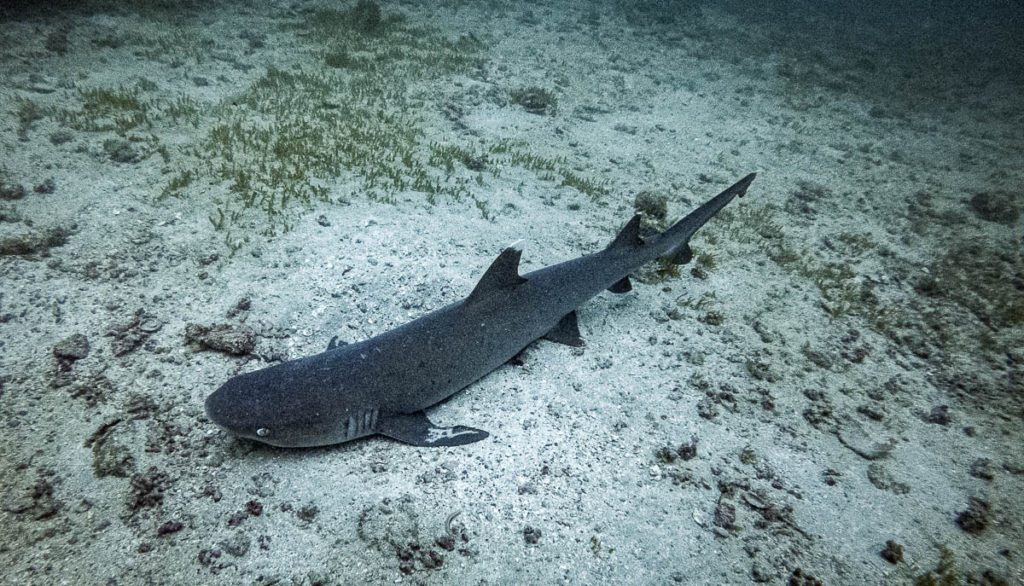cano island diving costa rica shark