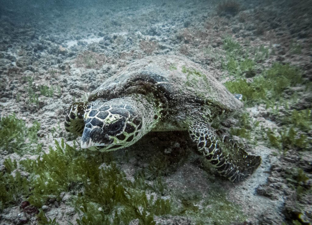cano island diving costa rica turtle