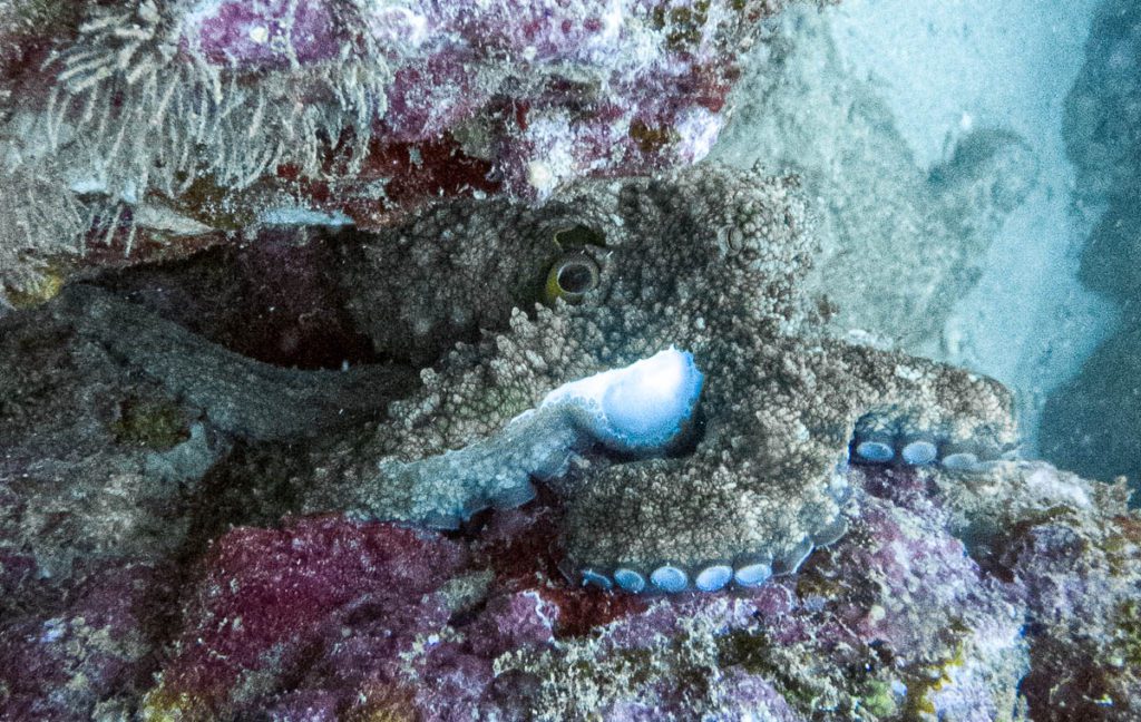 cano island diving costa rica octopus