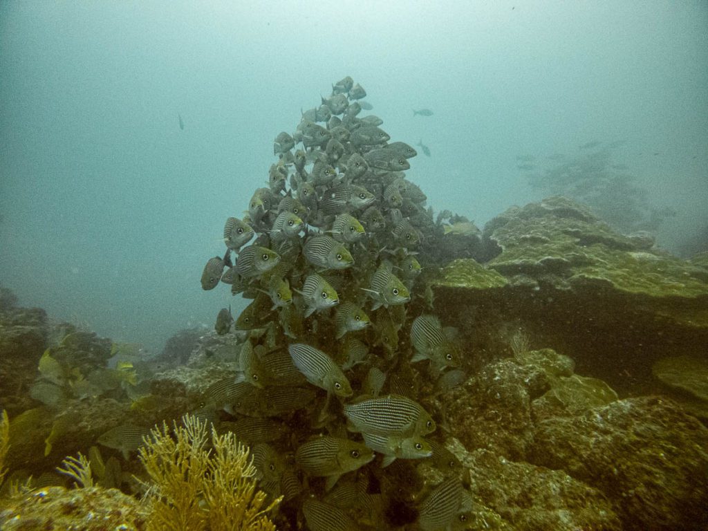 cano island diving costa rica