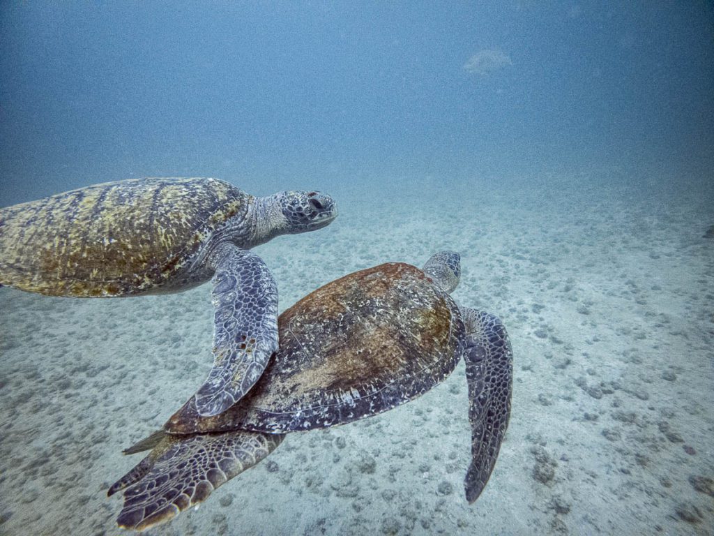 cano island diving costa rica turtles