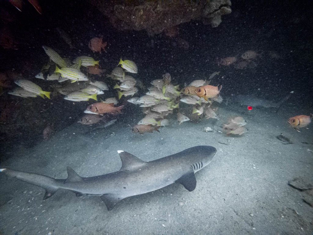 cano island diving costa rica shark cave dive site