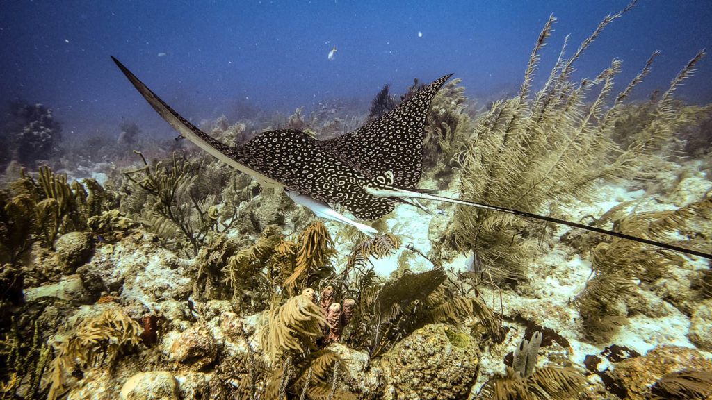 Belize Agggressor aquarium dive site eagle ray