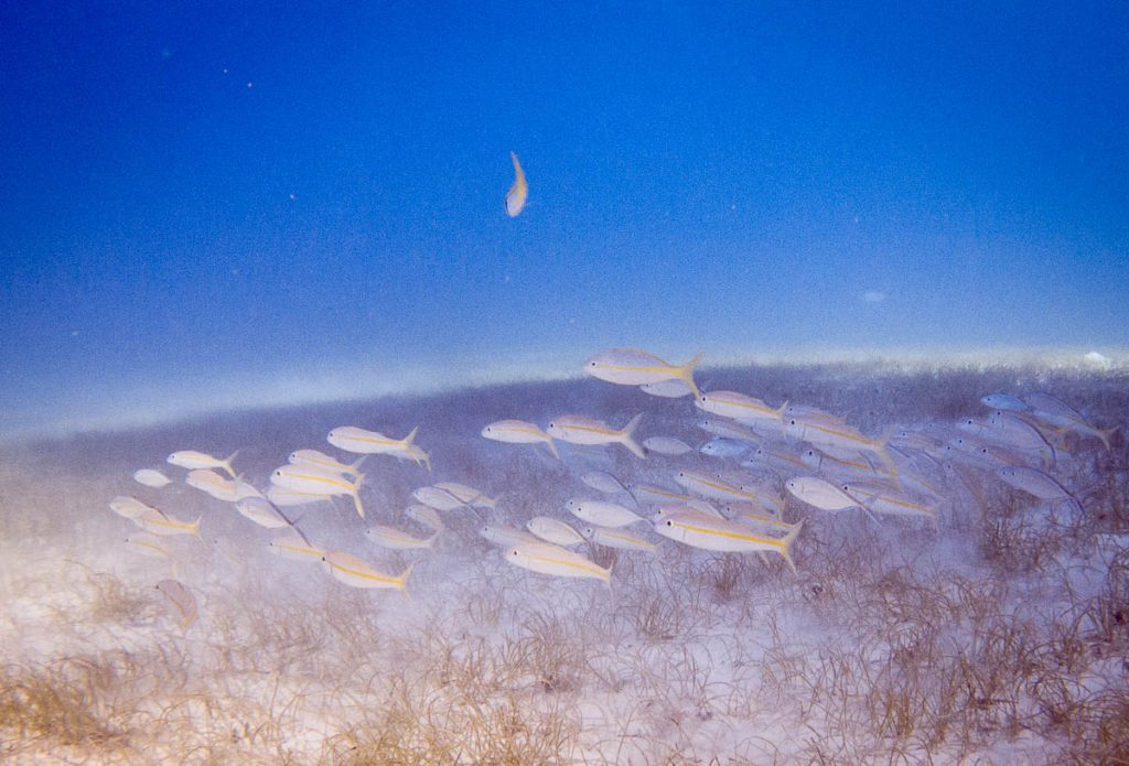 Belize Agggressor half moon cay dive site eagle ray