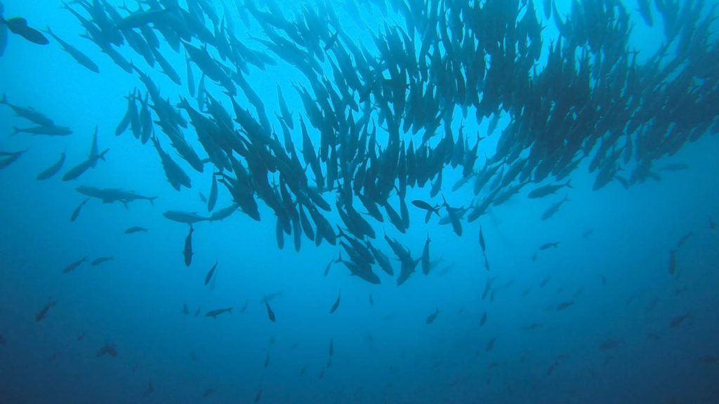 Cocos island diving massive schools of fishes