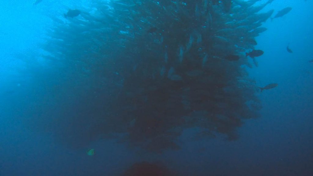 Cocos island diving Alcyone