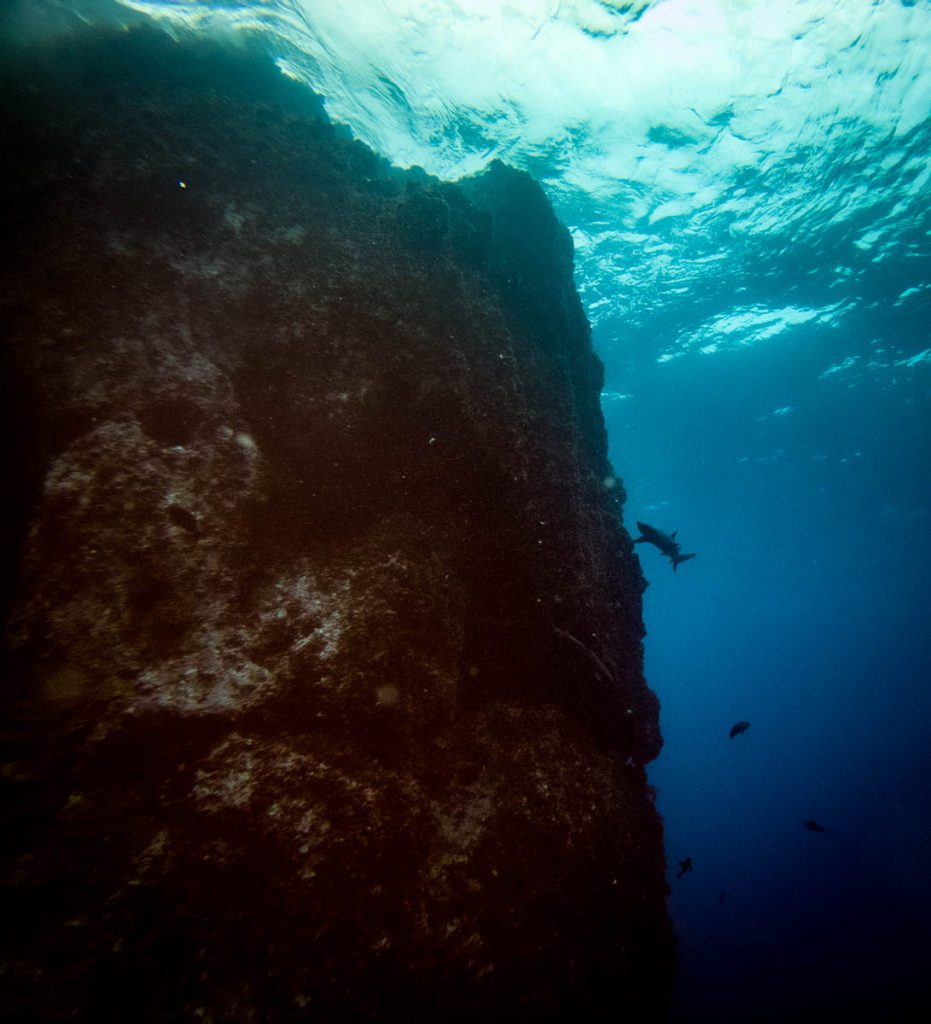cocos island best diving