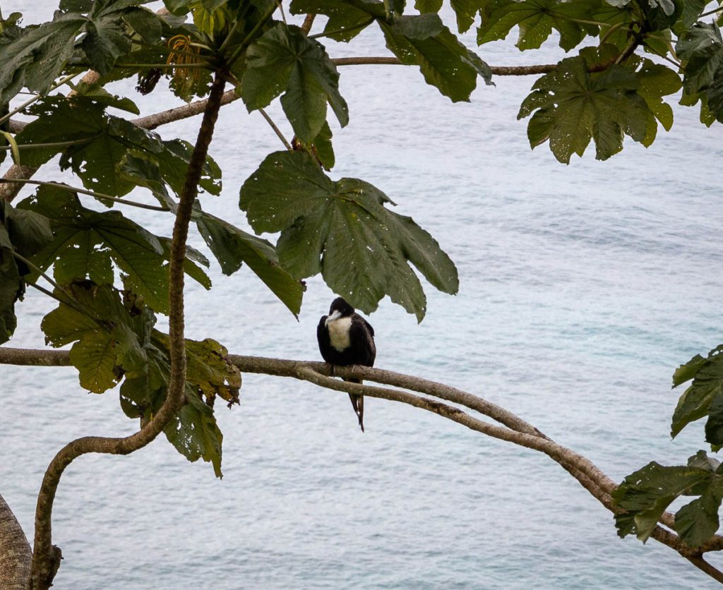 cocos island birds
