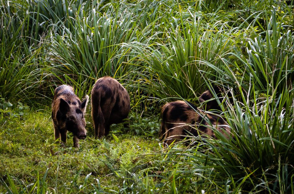 Cocos island wild pigs