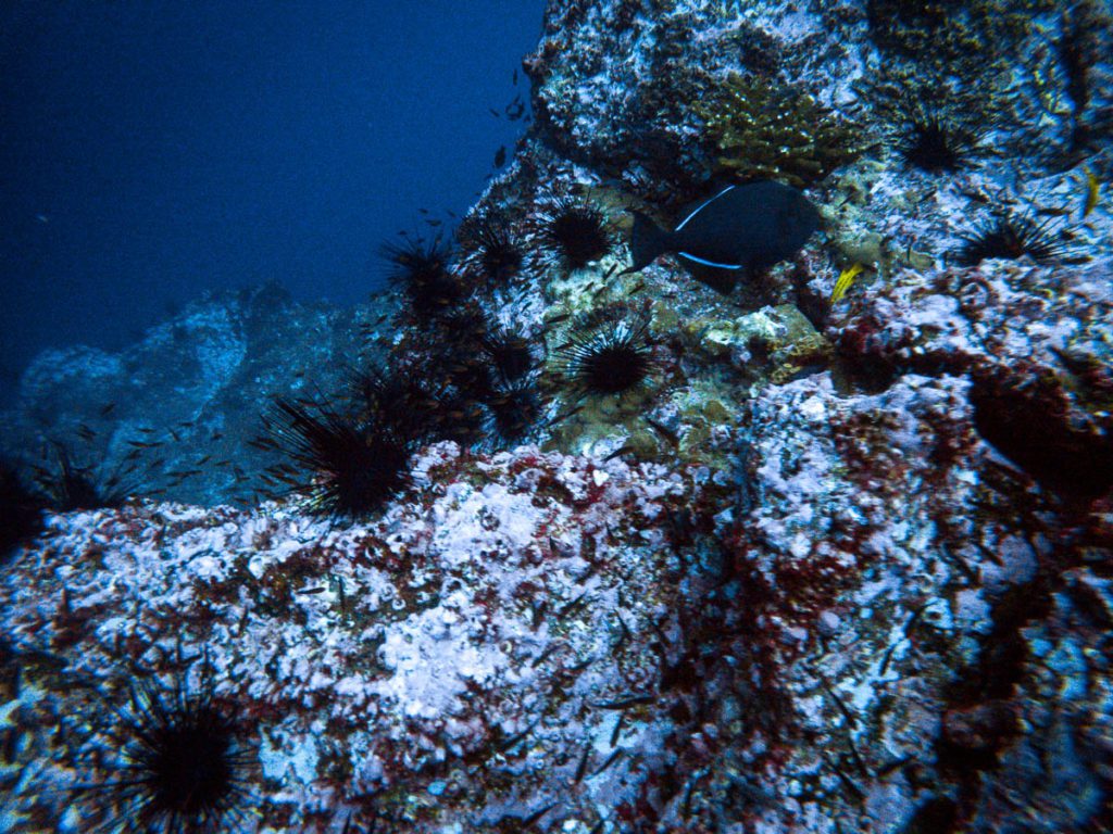 Dirty Rock dive site Cocos Island 