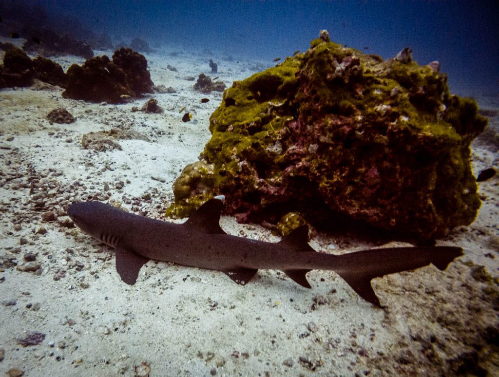 Cocos island manualita dive site shark
