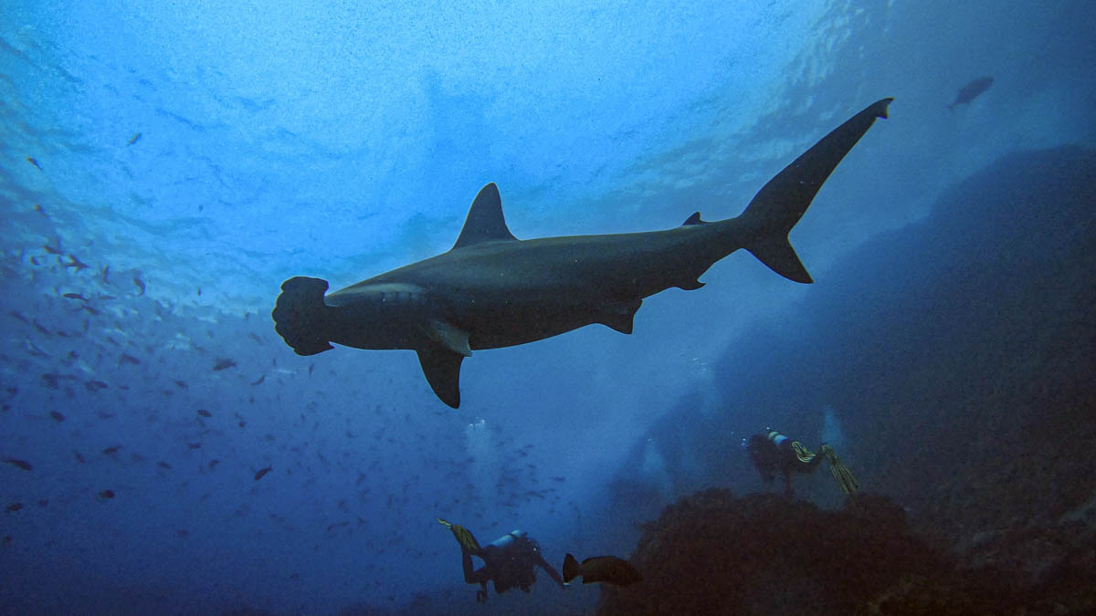 Hammerhead shark above divers at Manuelita, Cocos Island, in April