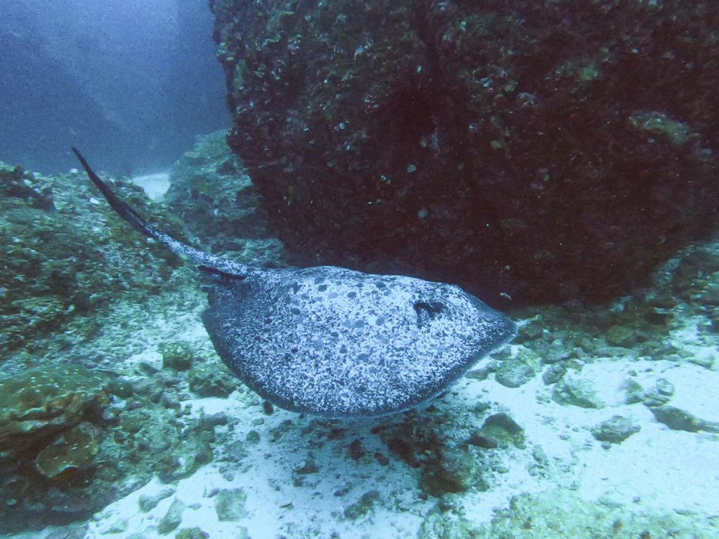 Cocos island manualita dive site ray