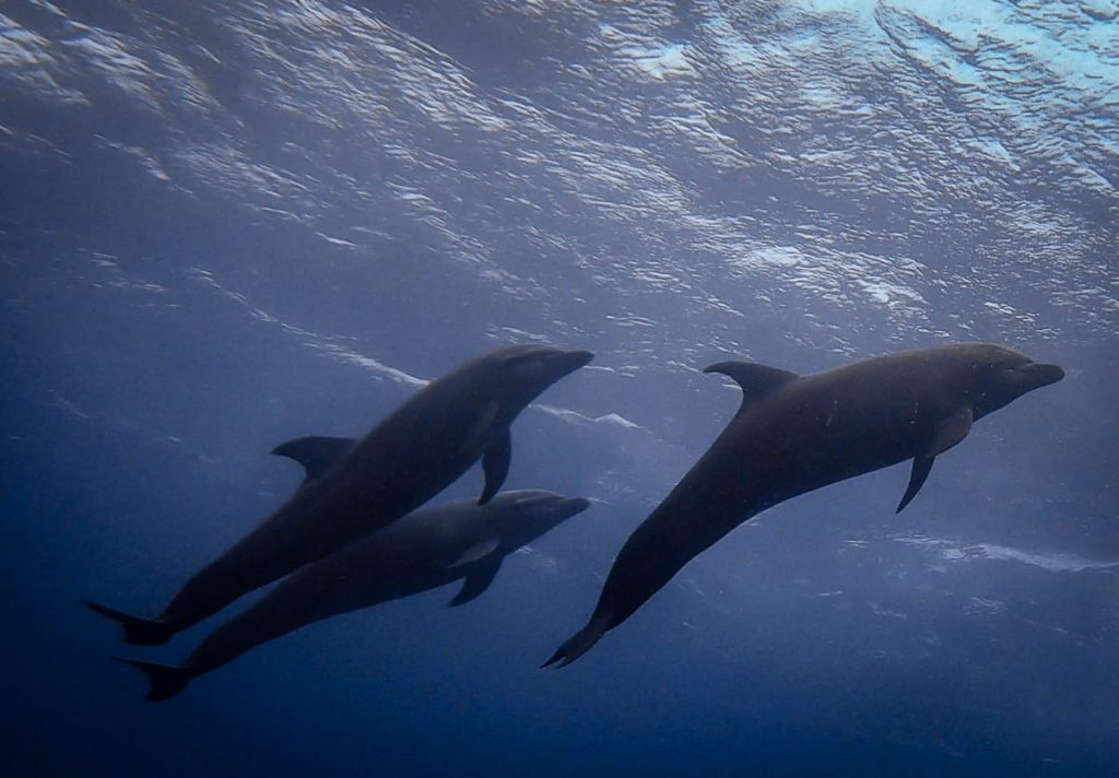 Cocos island diving with dolphins