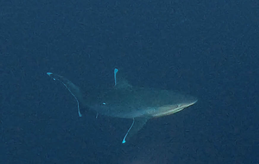 silver tip shark in cocos island