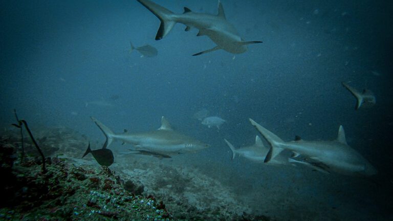 Diving in the Maldives: My 10 Best Sites, Atoll by Atoll, After Seven Liveaboard Weeks (2026) Grey reef sharks patrolling above the reef