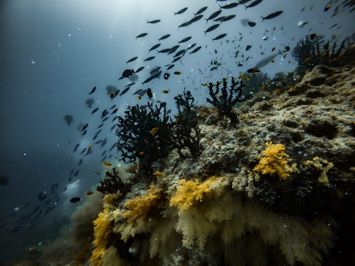 Yellow soft corals at Fotteyo Kandu, Vaavu Atoll, Maldives