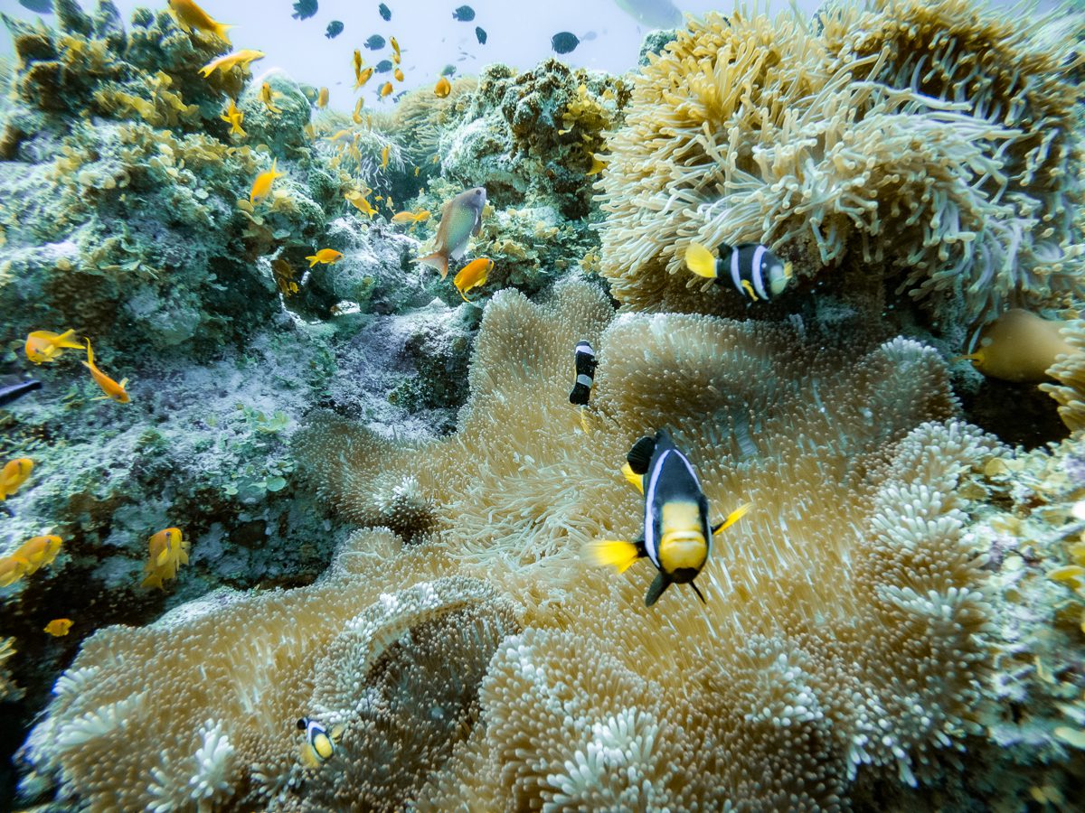 Anemonefish in the anemone garden at Fotteyo Kandu, Vaavu Atoll, Maldives