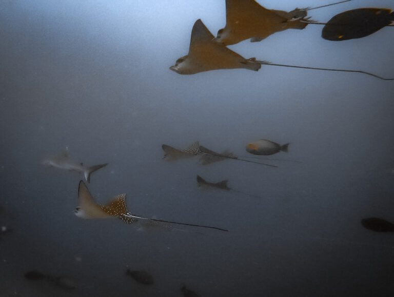 Eagle rays and sharks in the shallow lagoon
