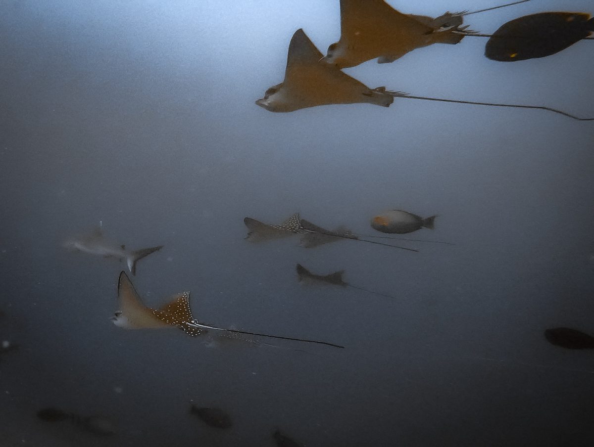 Eagle rays and sharks in the shallow lagoon