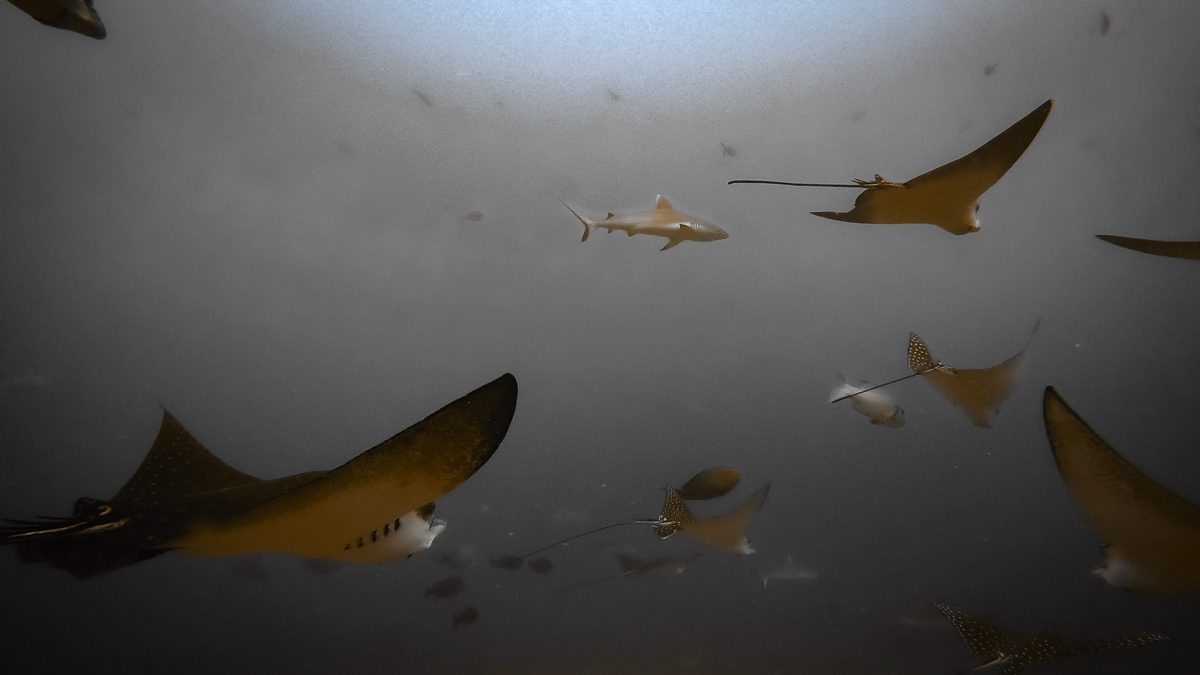 Eagle rays and a grey reef shark at Kandooma Thila, South Malé Atoll, Maldives