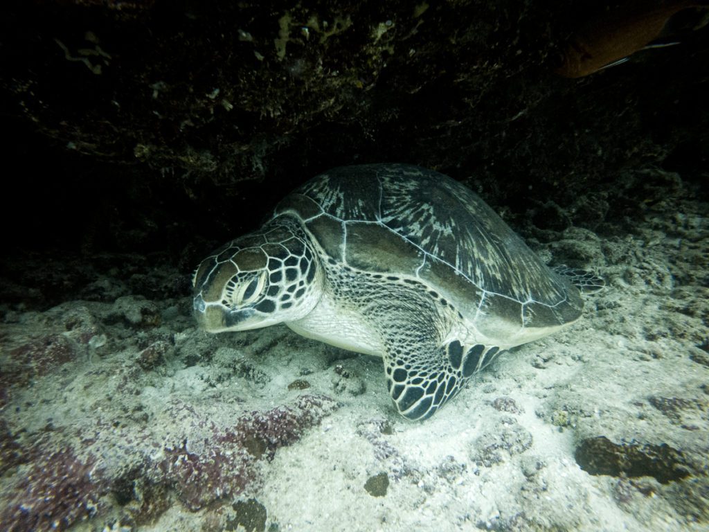 Kuredoo turtle cave dive site north malidves