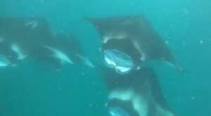 Manta rays feeding in plankton-rich green water
