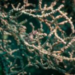 Close-up of white branching coral on the reef