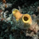 Yellow tube sponges growing on the reef