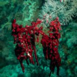 Red soft coral beside a white gorgonian on a green reef