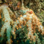Orange and white soft corals blanketing the reef