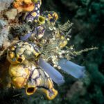 Blue tunicates and yellow sponges crowded together on the reef