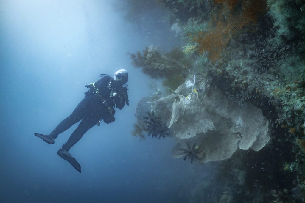 Neptune sea fans diving