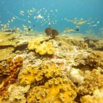 Yellow soft corals and small fish across a shallow reef
