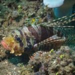 Scorpionfish camouflaged against the reef