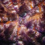 Close-up of a purple and white feather star with arms spread