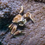Porcelain crab perched on the tentacles of an anemone
